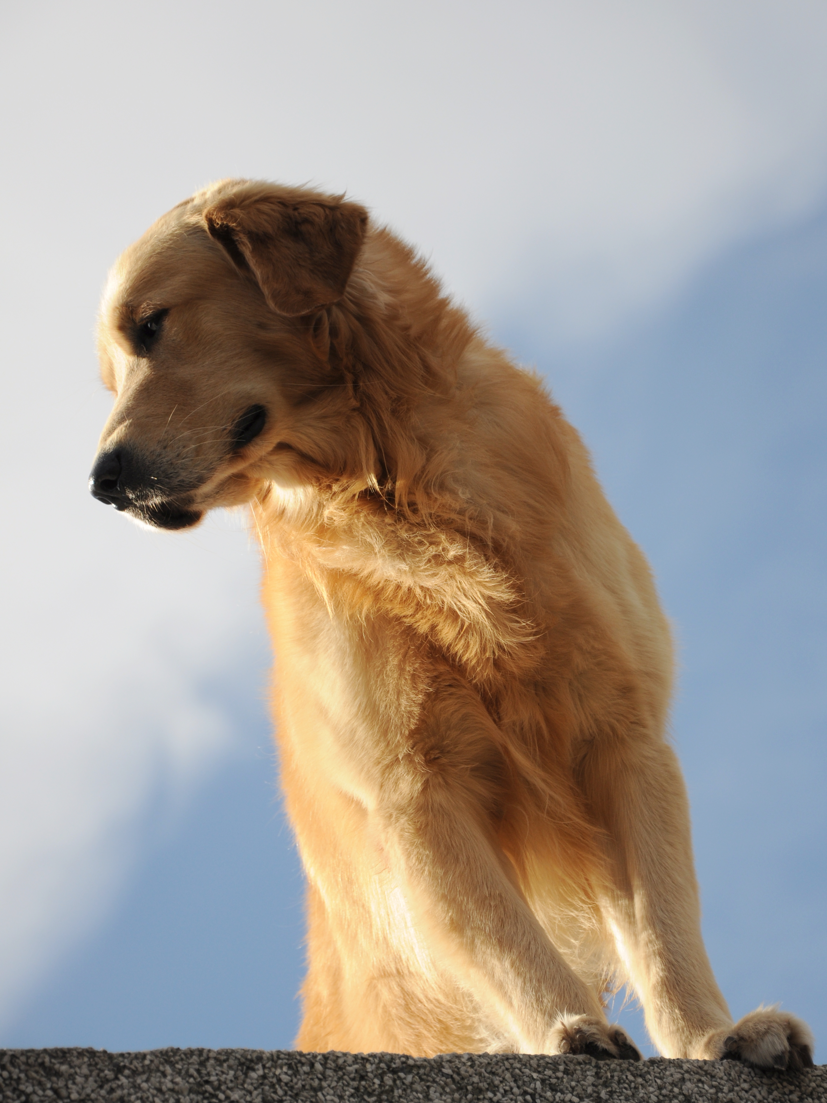 Simba asomando desde la terraza