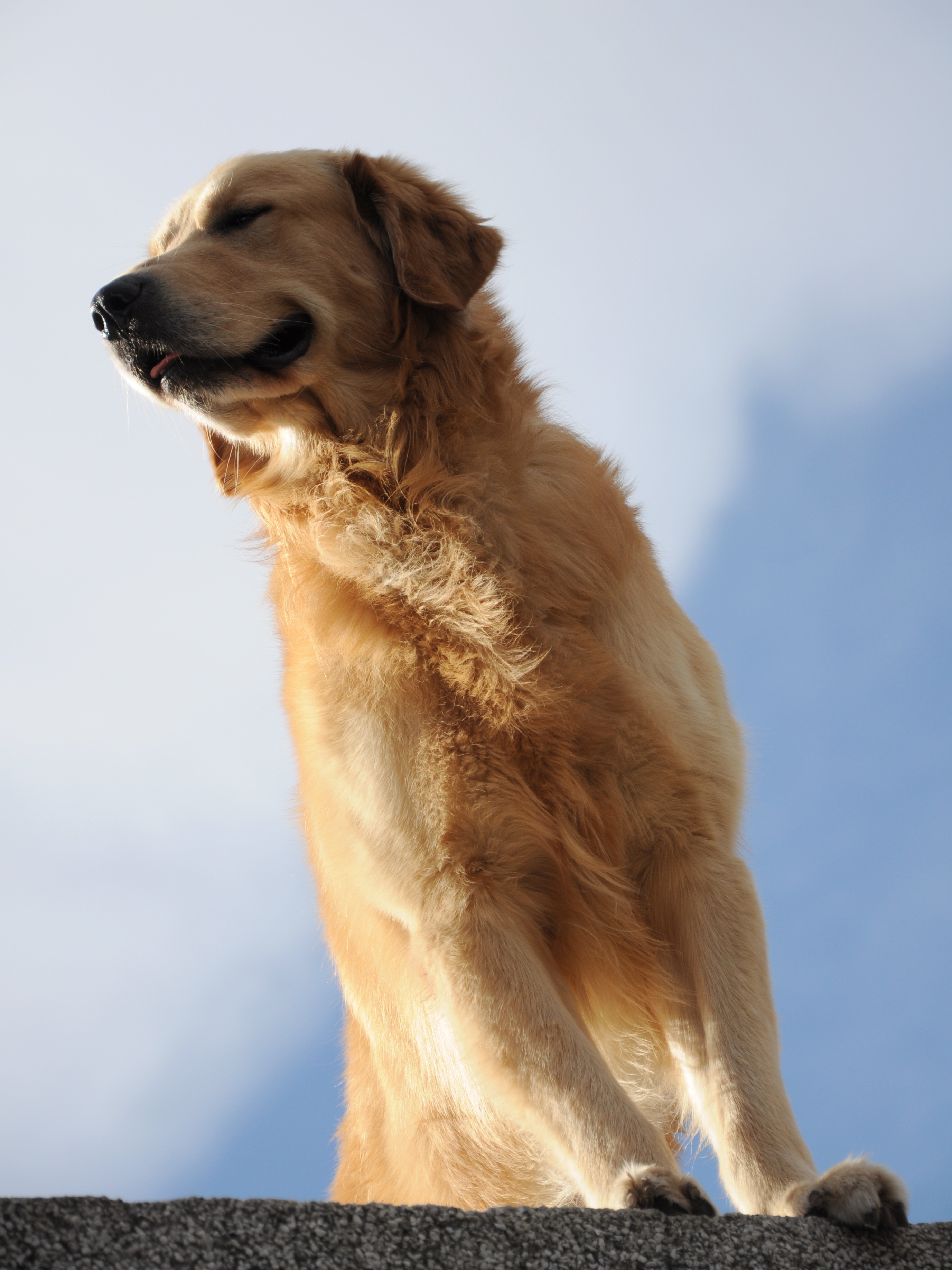 Simba asomando desde la terraza