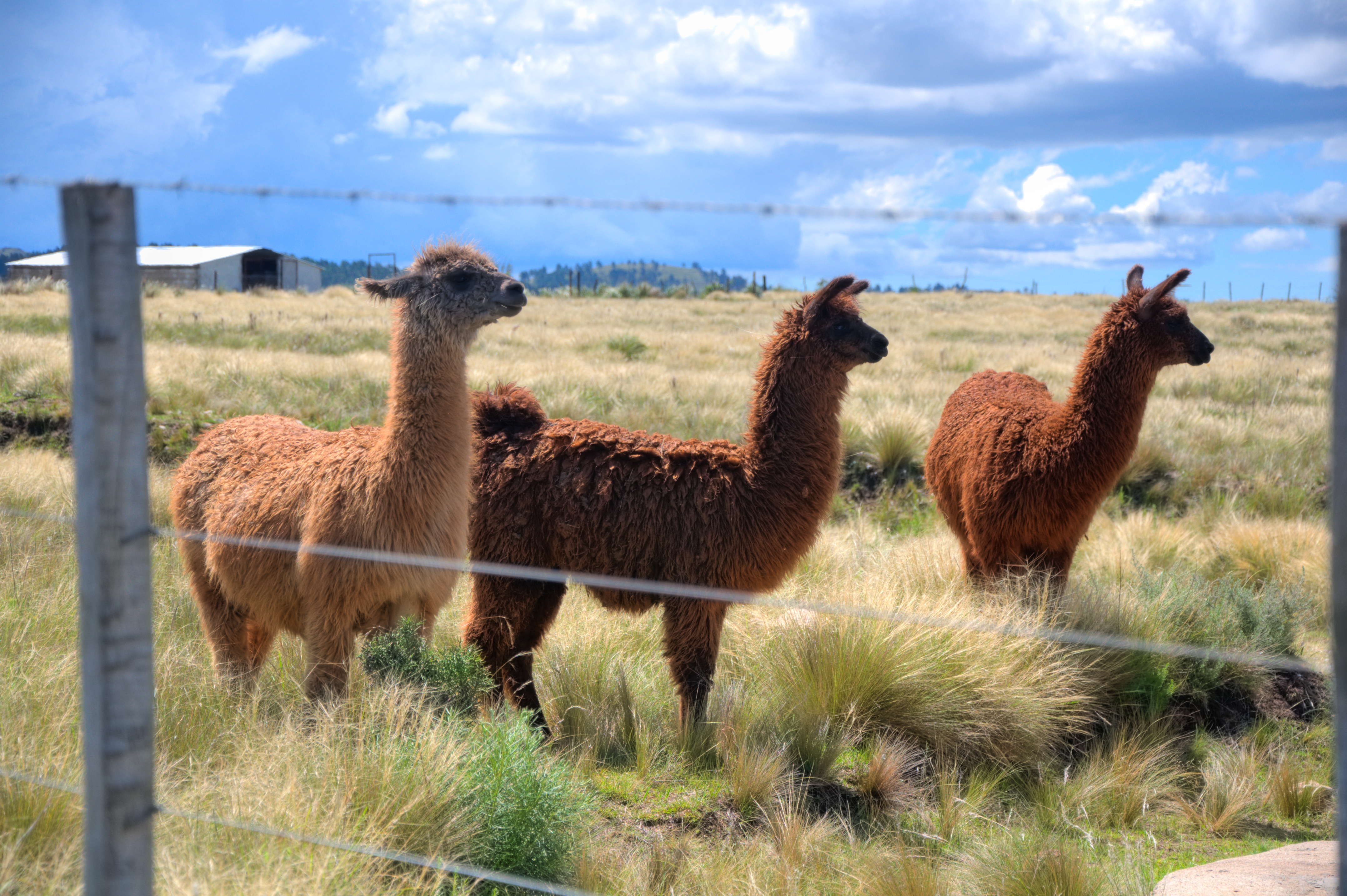 Tres llamas