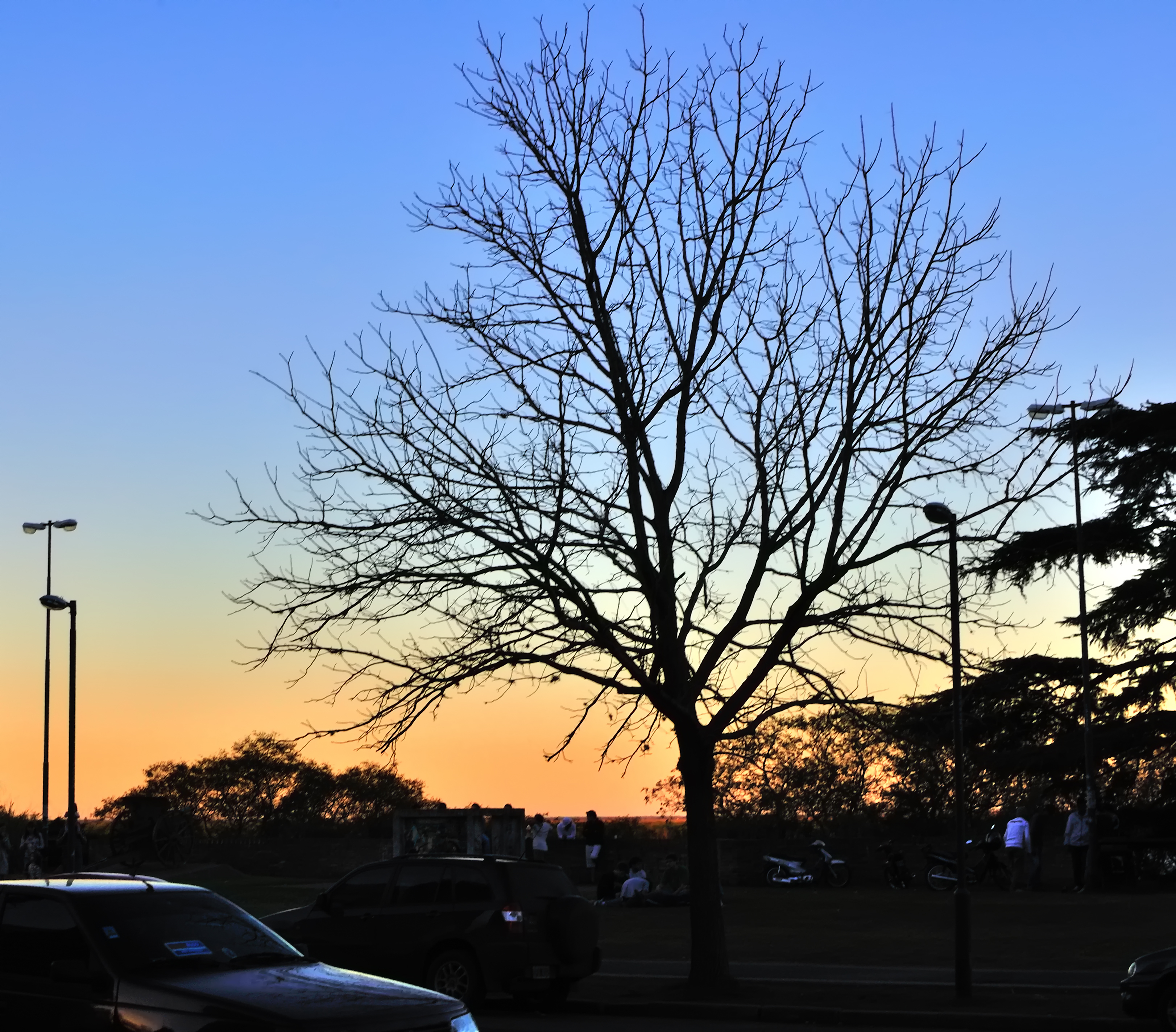 Un árbol al atardecer