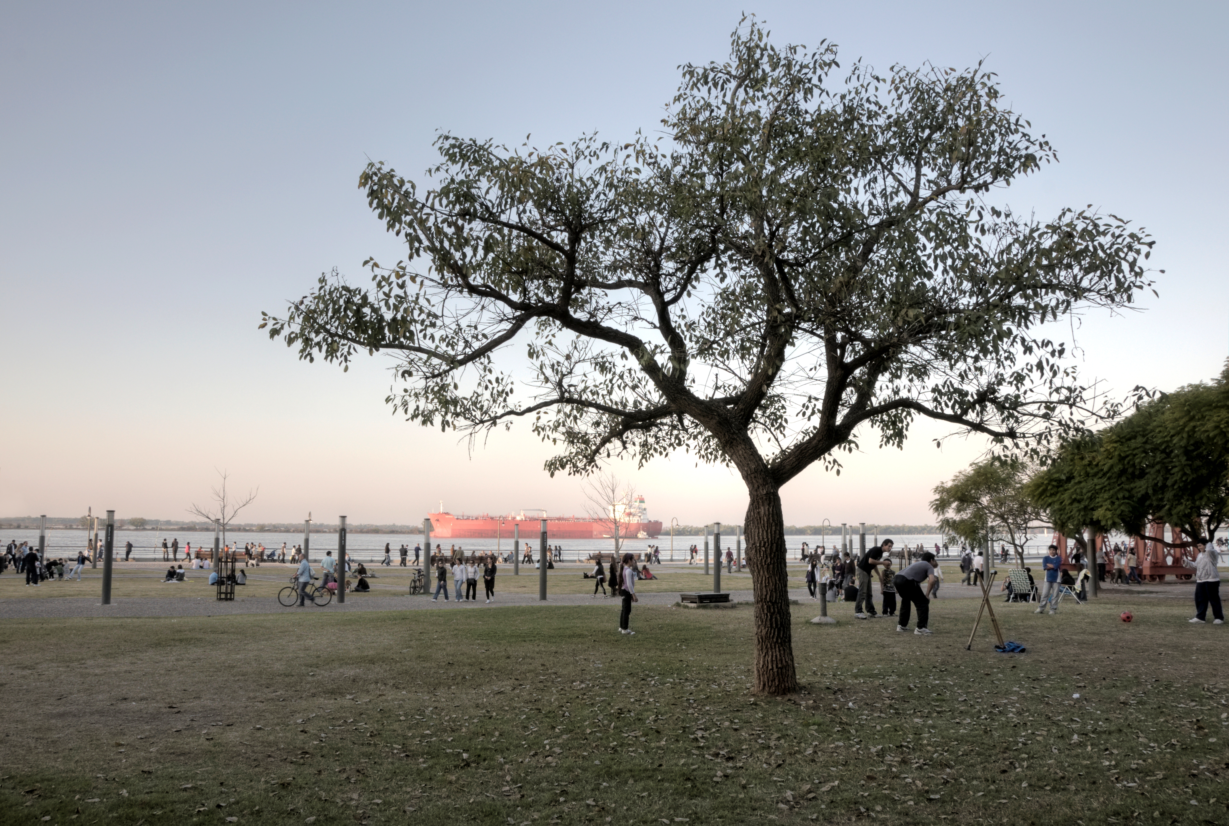 Un árbol del parque a la tardecita