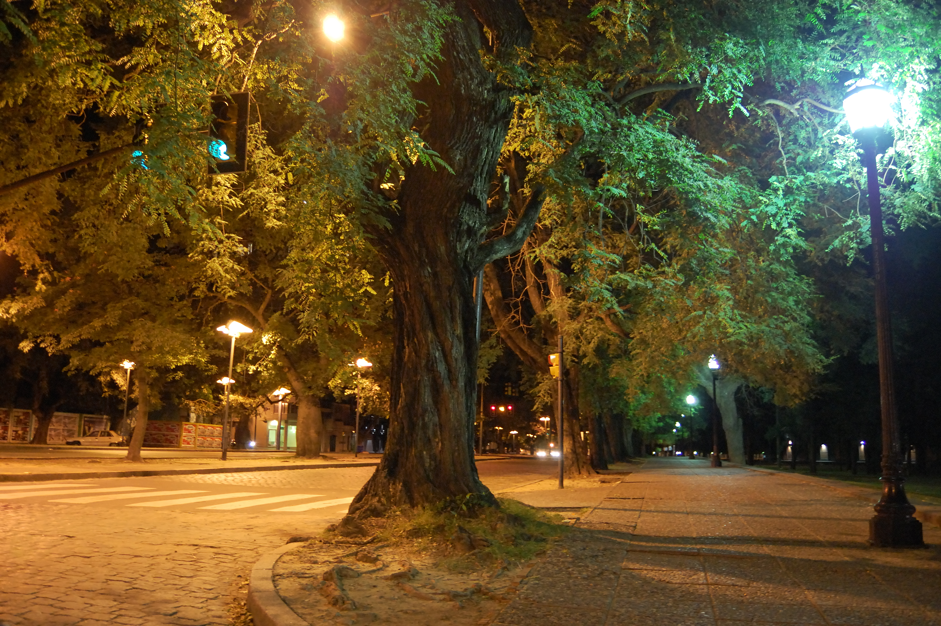 Un árbol iluminado