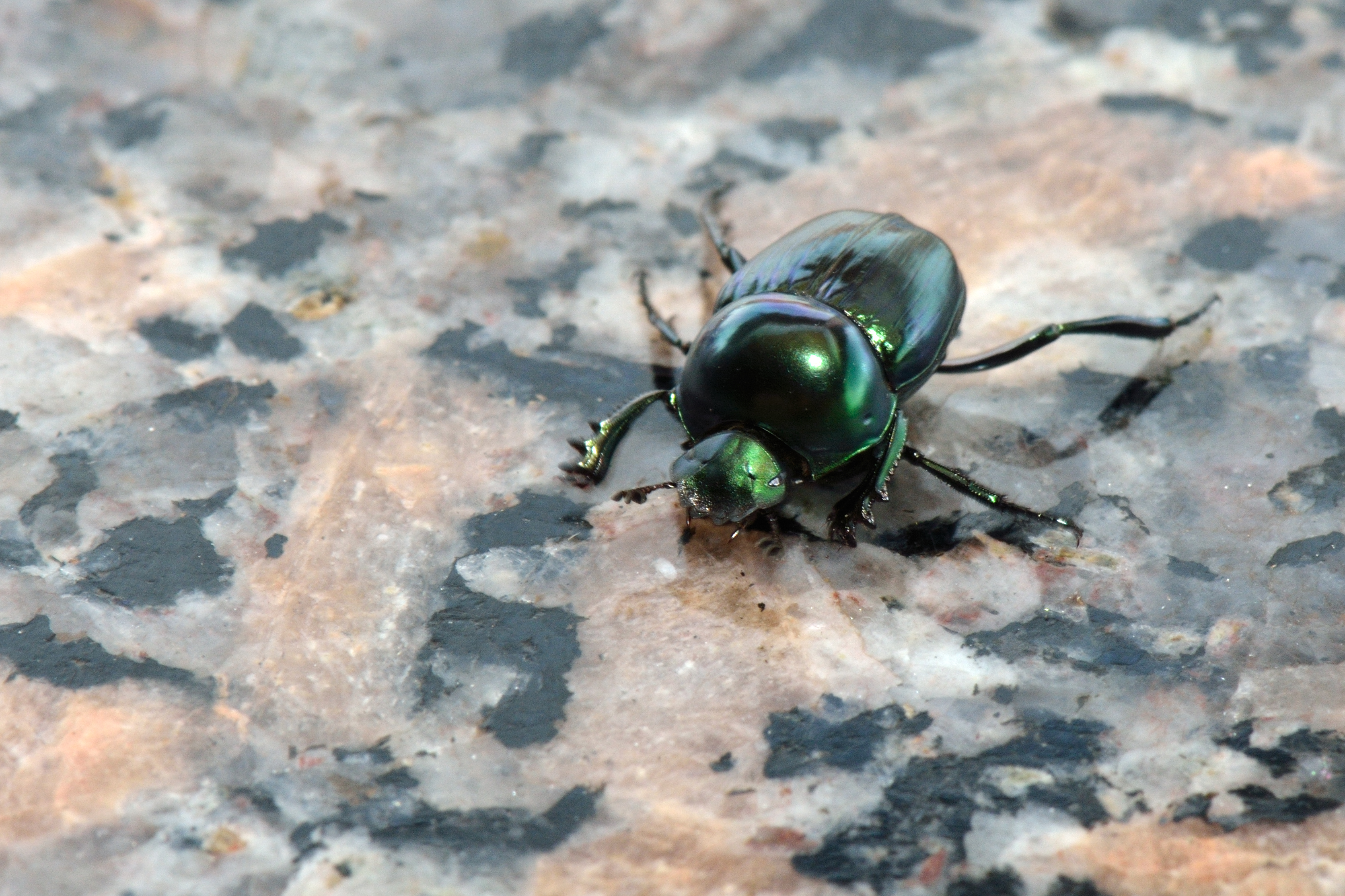 Un escarabajo verde (1)