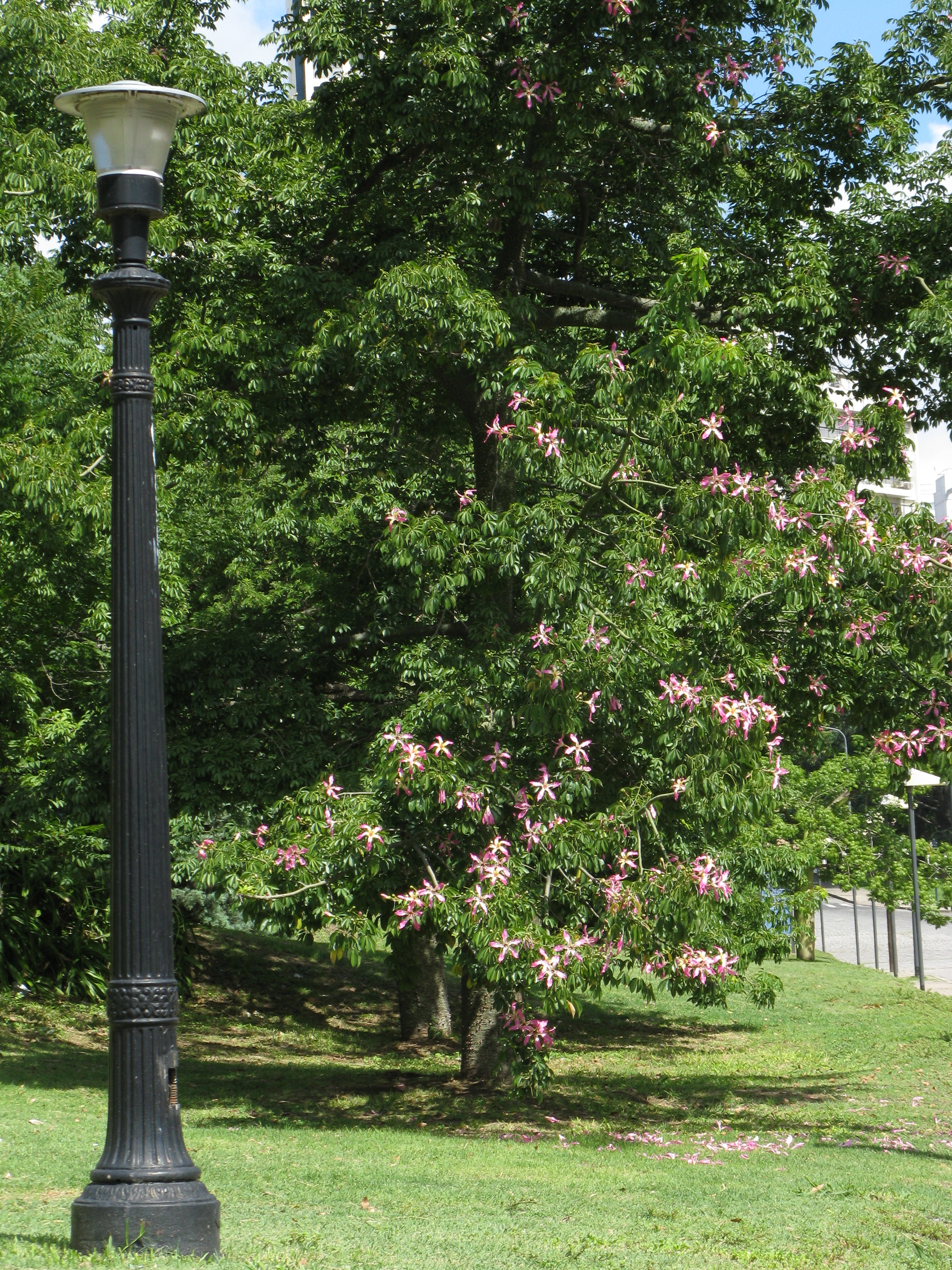 Un farol en la Avenida Belgrano