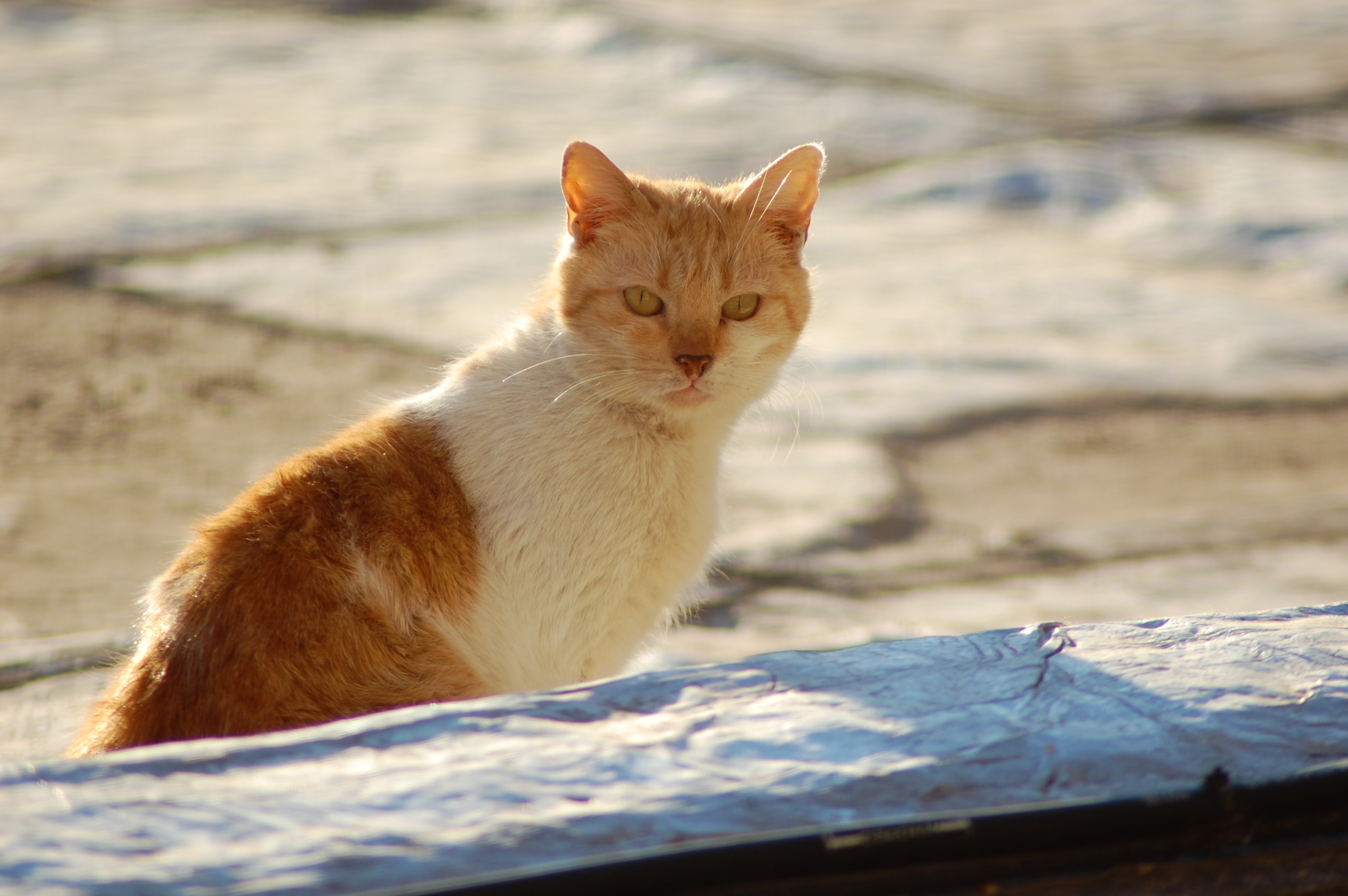 Un gatito en la terraza vecina (1)
