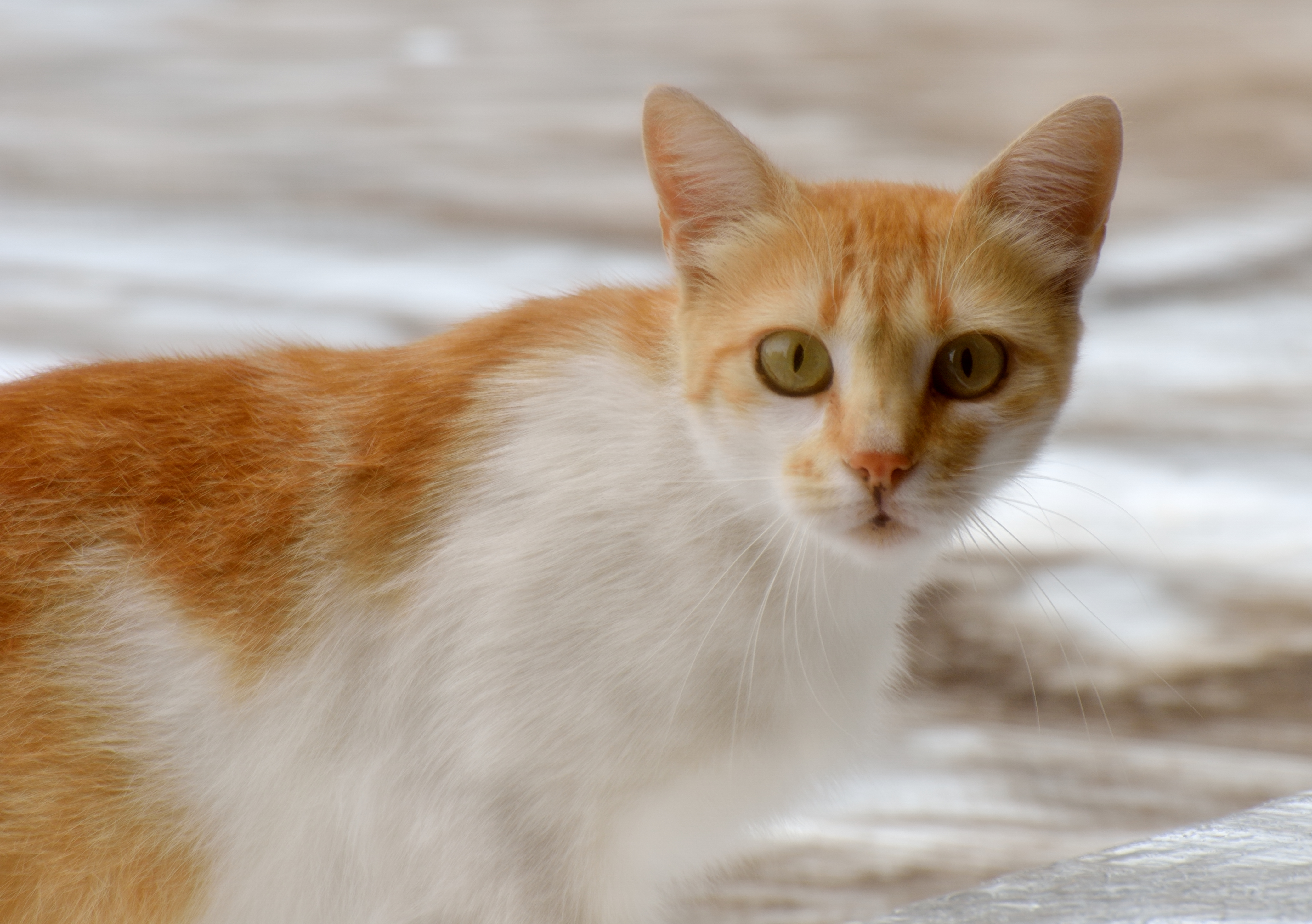 Un gatito en la terraza vecina (2)