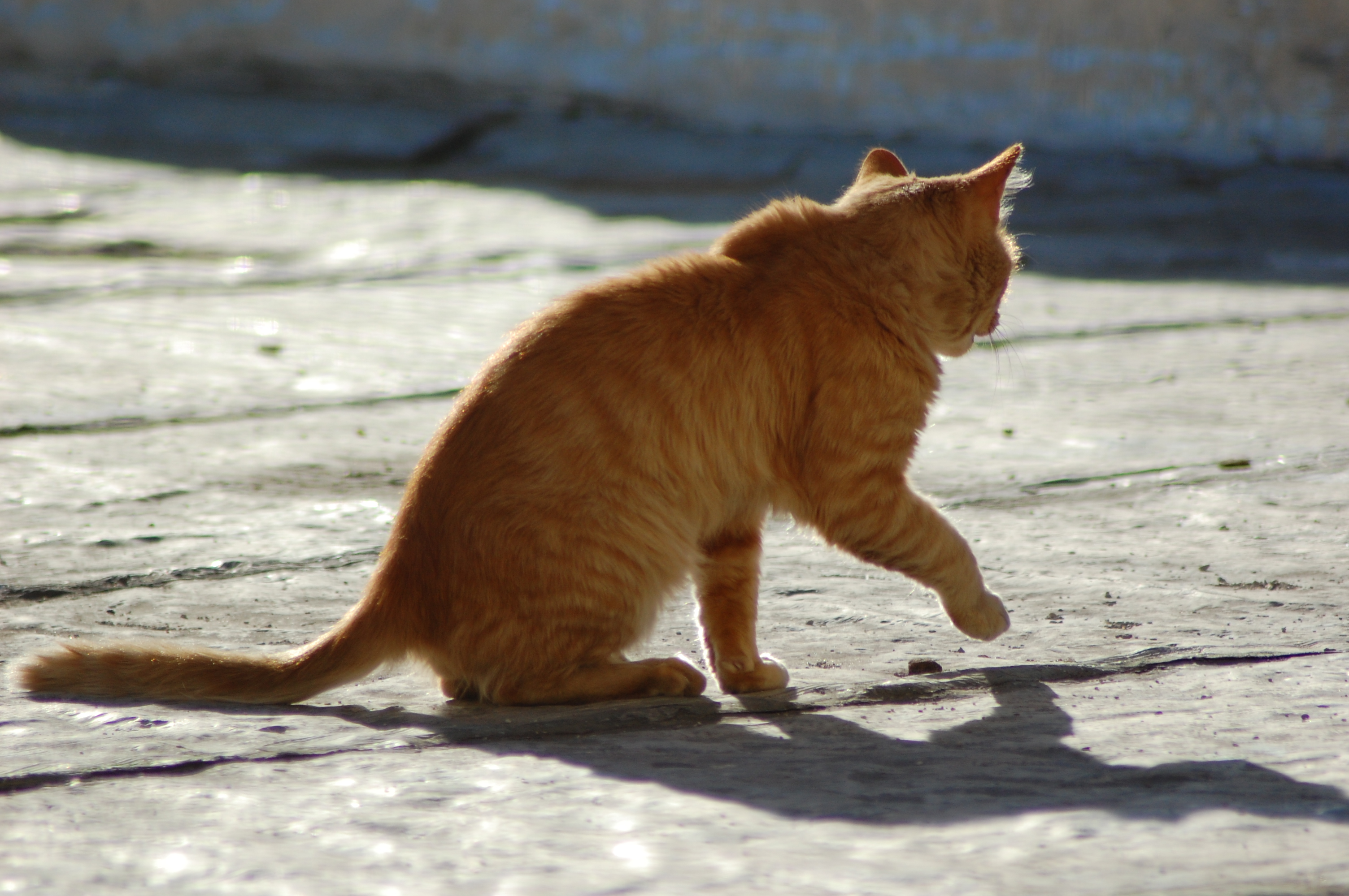 Un gato en la terraza vecina