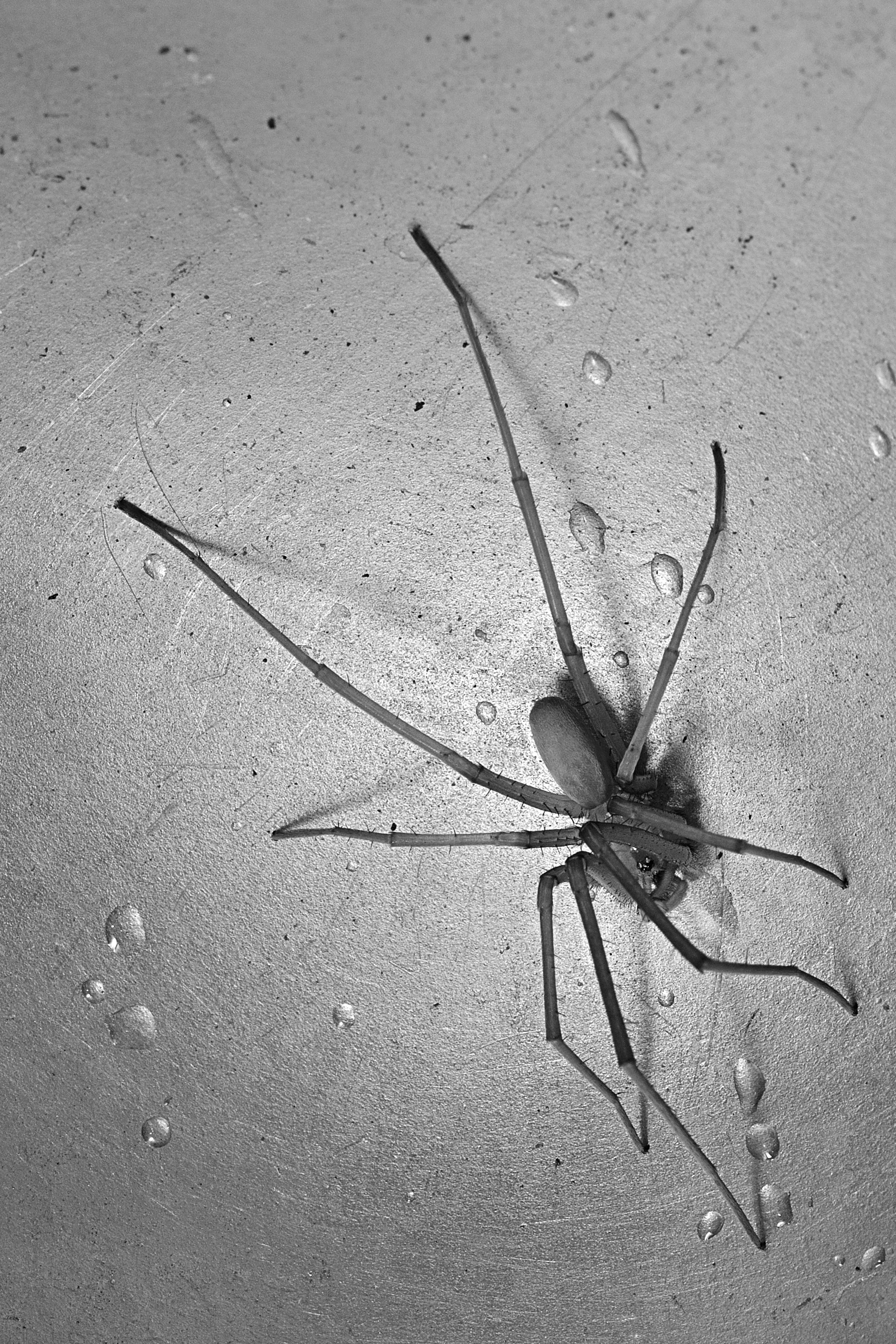 Una araña entre las gotas (1)