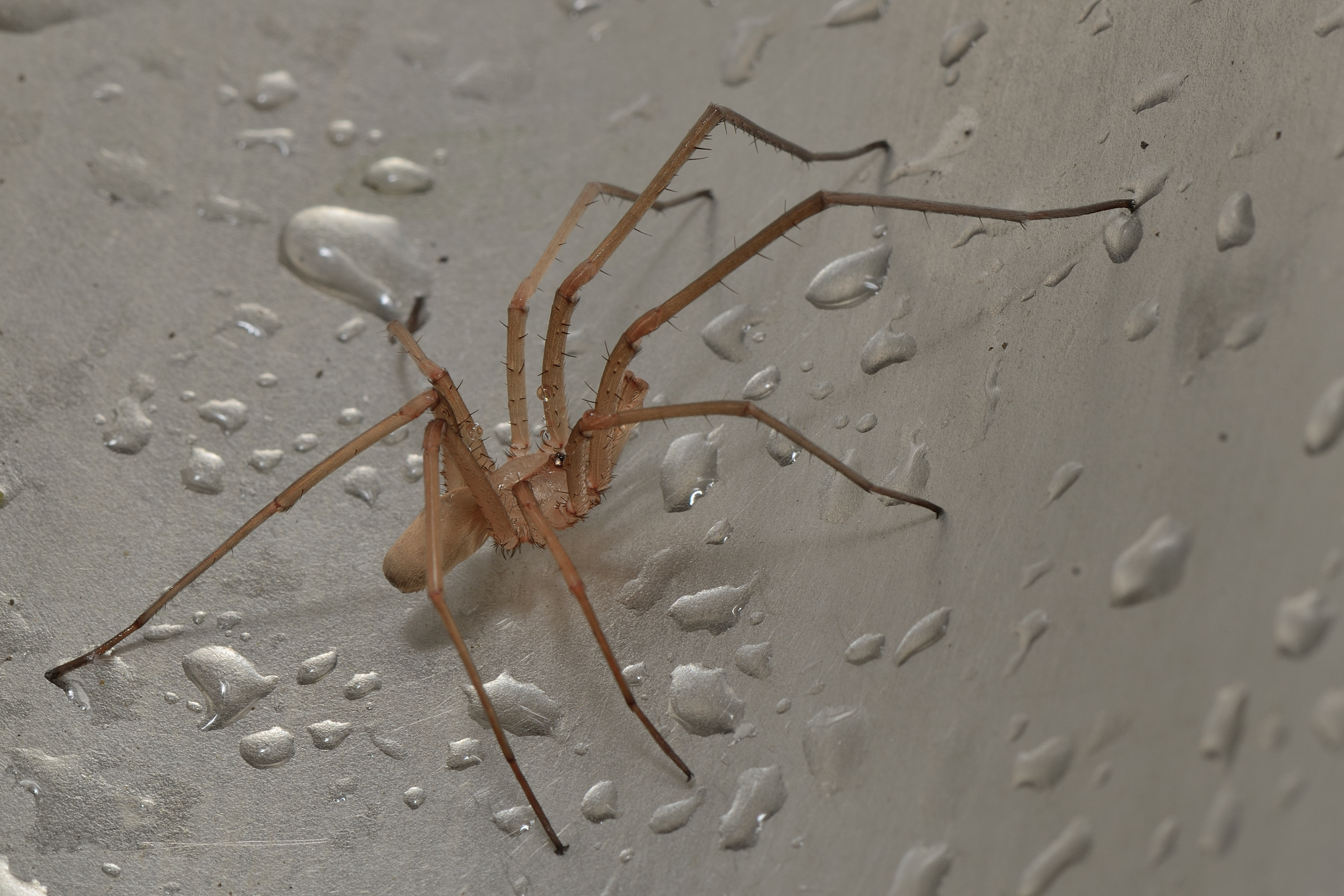 Una araña entre las gotas (2)